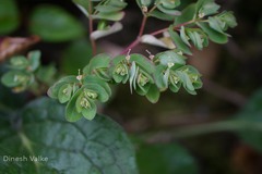 Euphorbia elegans